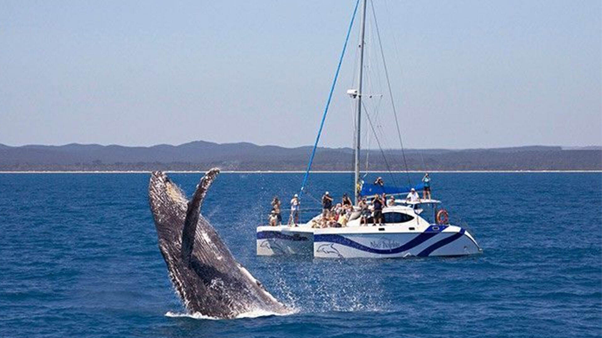 2016_FC_HerveyBay_MarineLifeExperience_BlueDolphinMarineTours_desktop