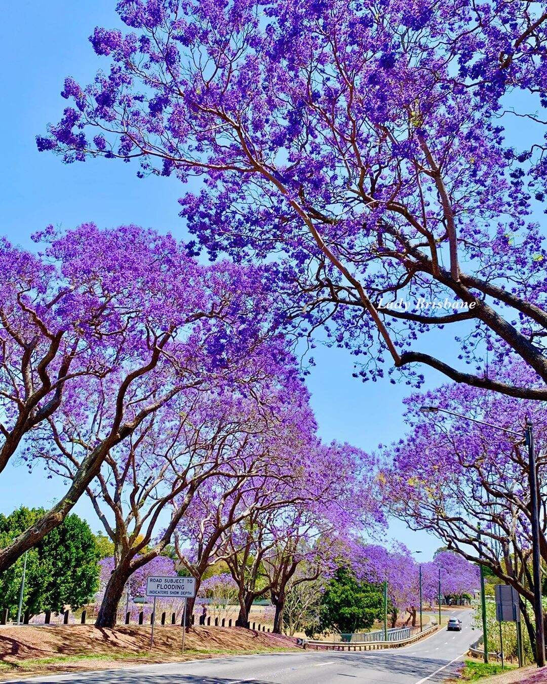 2019_BNE_Jacarandas_Goodna_NaturalLandscapes_lady_brisbane