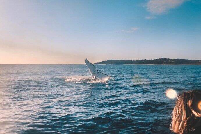 2020_BNE_NorthStradbrokeIsland_Whales_@kimberley.underwater