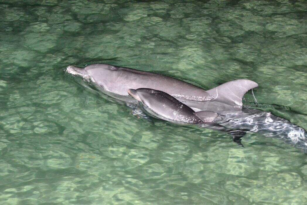 2020_BNE_TangaloomaIslandResort_Dolphins_WildlifeExperiences