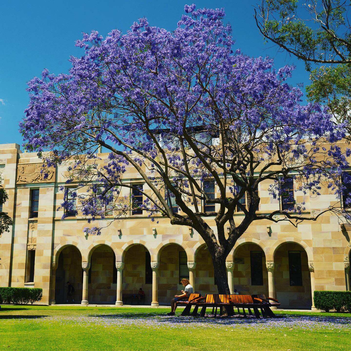 2020_BNE_jacarandas_UQ_NaturalLandscapes_clairegormanearth