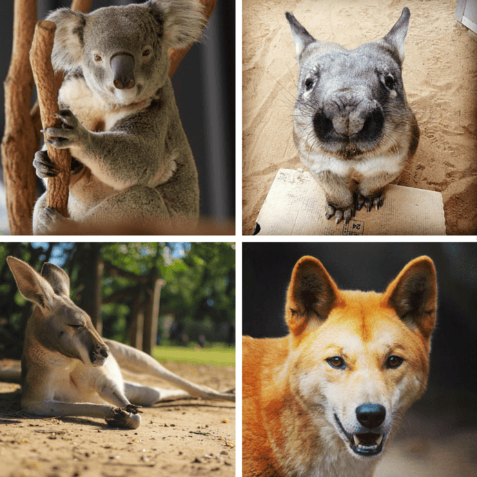 2015_BNE_LonePineKoalaSanctuary_ZoosAndSanctuaries_