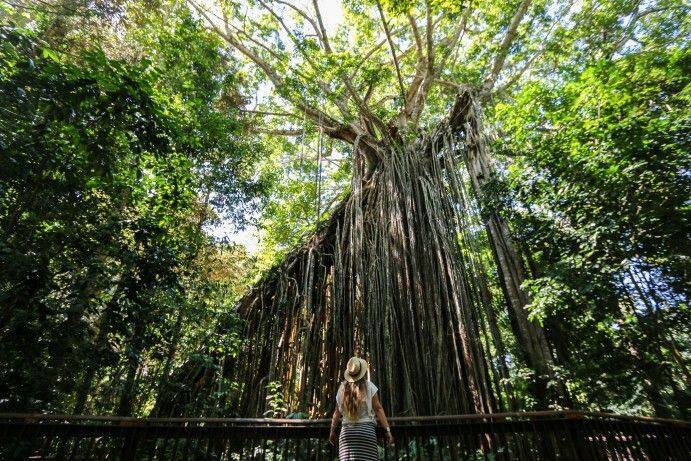 2016_TNQ_AthertonTablelands_CurtainTreeFig634