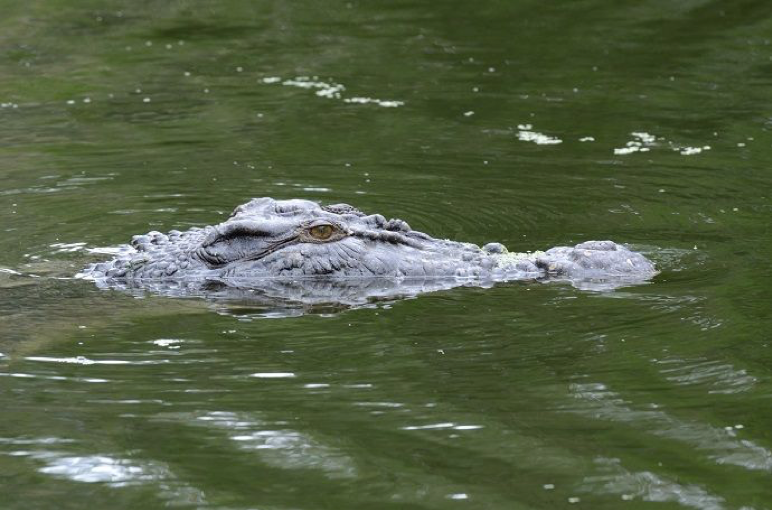 2016_TNQ_Daintree_WildlifeExperiences_Foto@TimoKalthoff