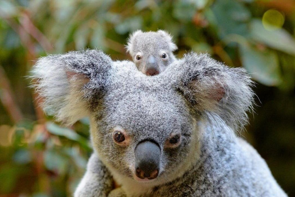 2018_SC_Koala_Wildlife_Australiazoo