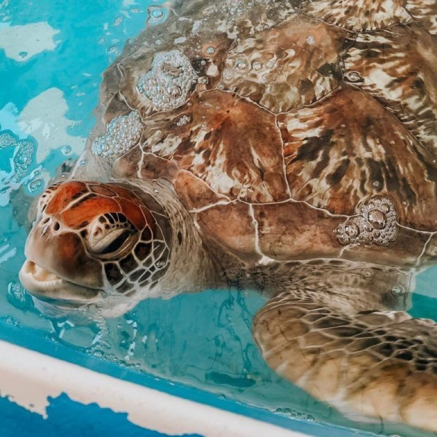 2019_GBR_FitzroyIsland_Turtles_@bigredscienc