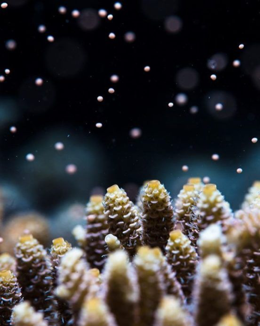 2019_GBR_GreatBarrierReef_DivingAndSnorkelling_@BqwW5KOlaIE