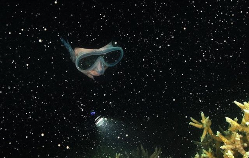 2019_GBR_GreatBarrierReef_DivingAndSnorkelling_@johnny_gaskell