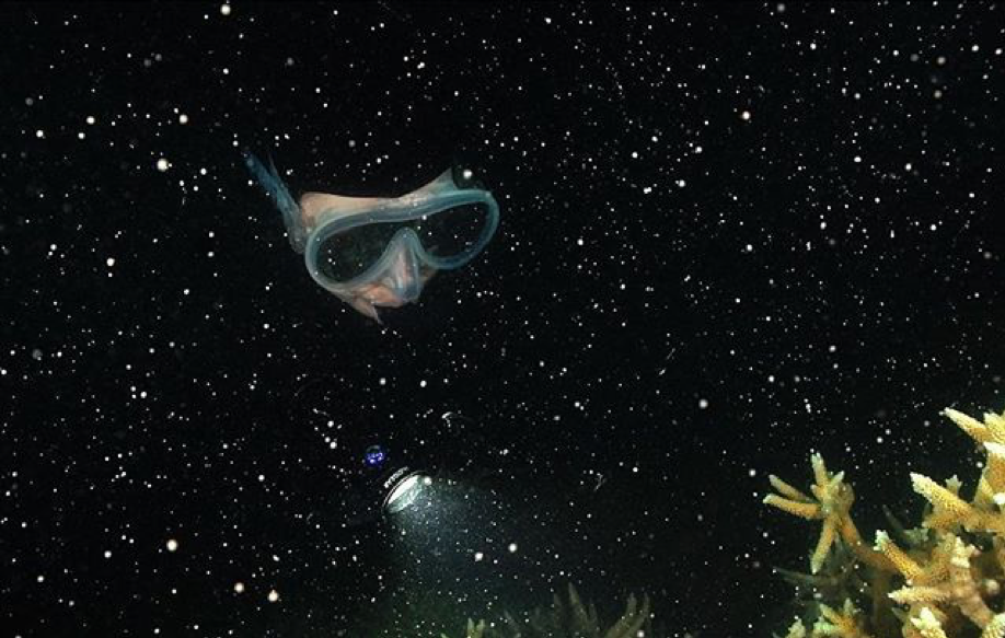 2019_GBR_GreatBarrierReef_DivingAndSnorkelling_@johnny_gaskell.png