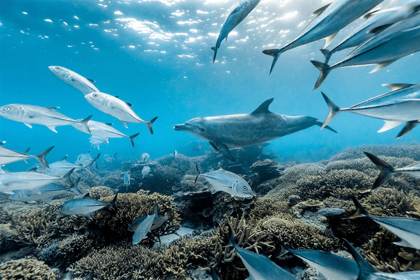 2019_GBR_LadyElliotIsland_MarineLifeExperiences_.png