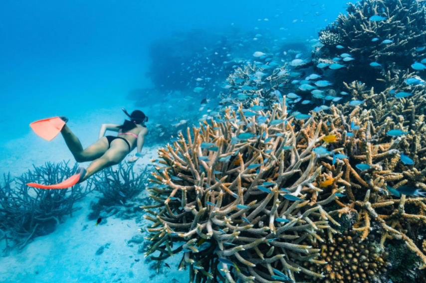 2019_GBR_OrpheusIsland_DivingAndSnorkeling_139623