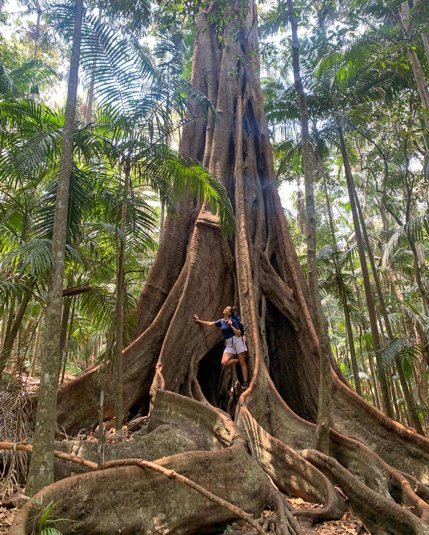 2019_GC_TamborineNationalPark_NaturalLandscapes_@what.susie_.saw_