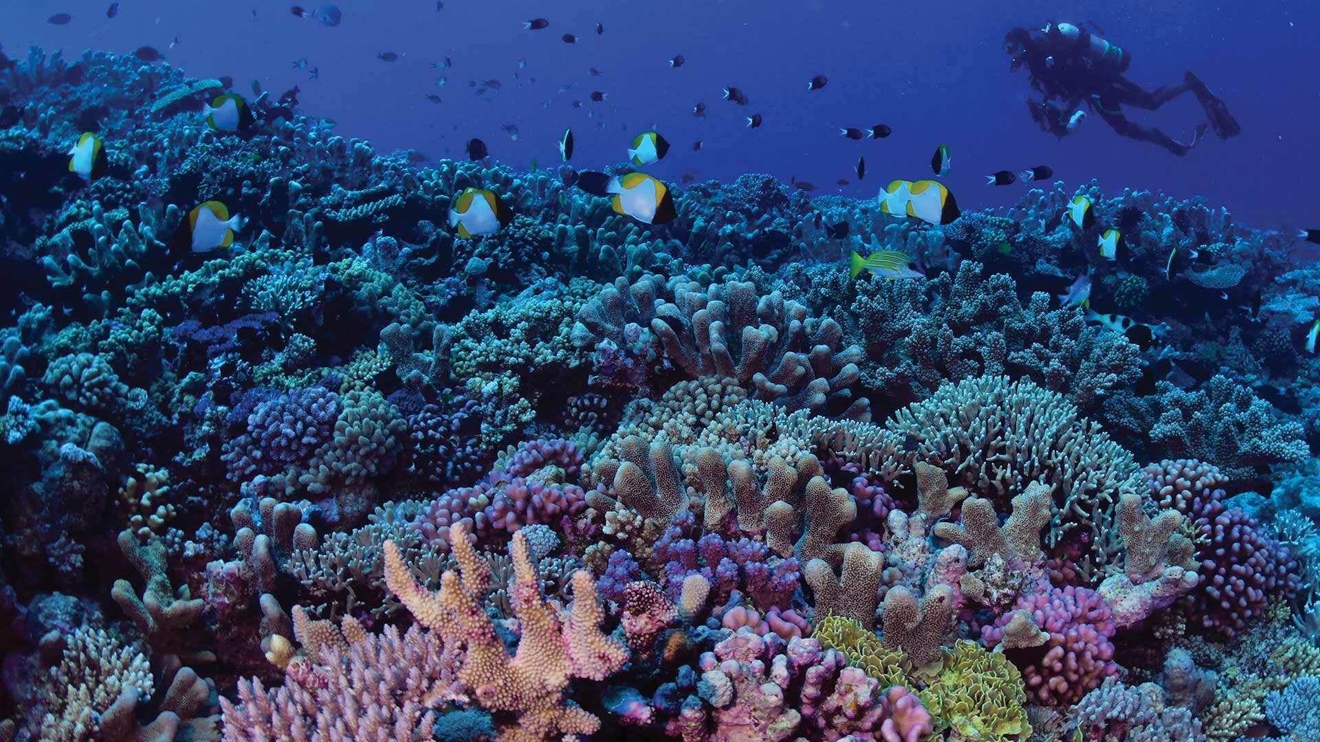 【携程攻略】凯恩斯大堡礁景点,每次去澳洲都会去一趟大堡礁，在凯恩斯住上几天。推荐坐直升机俯瞰整…