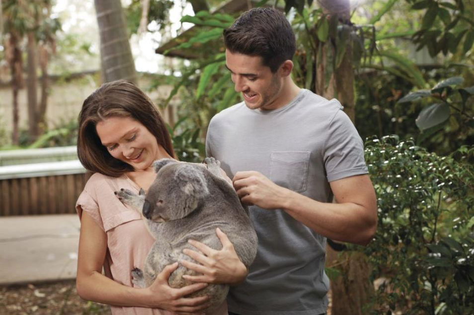 2020_BNE_LonePineKoalaSanctuary_Koalas_WildlifeExperiences