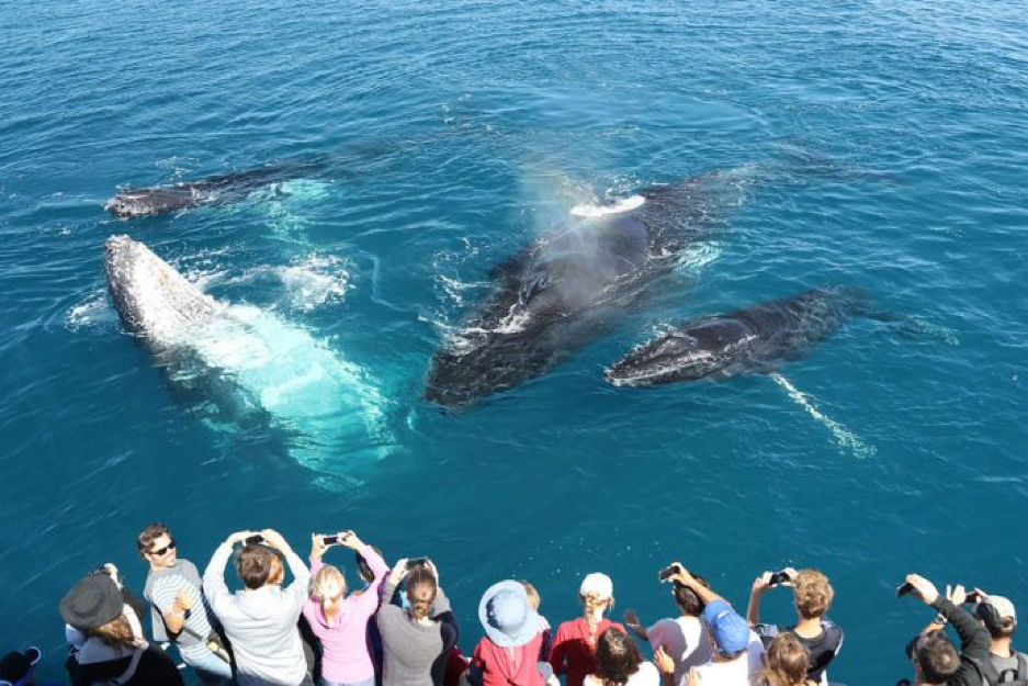 2020_FC_WhaleWatchingHarveyBay_Whales_@tasmanventure