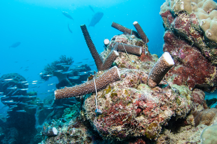 2020_GBR_CoralNurtureProgram_PassionsofParadise_6