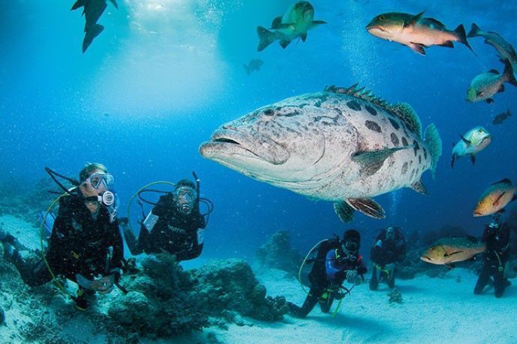 2020_GBR_LizardIsland_MarineExperiences.png