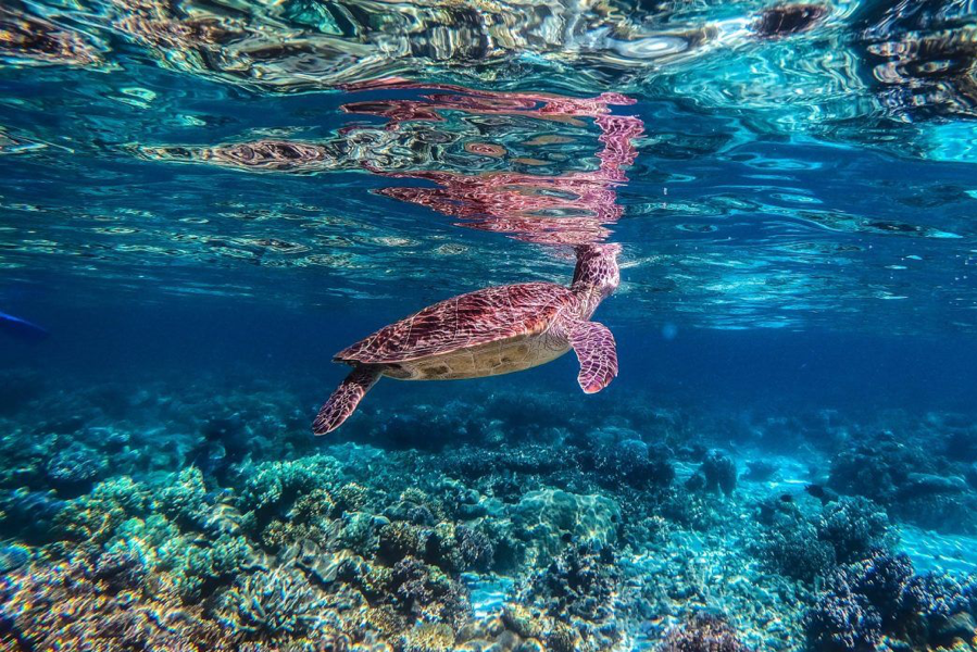 2020_GBR_ReefTracks_Turtles_CitizensoftheGreatBarrierReef