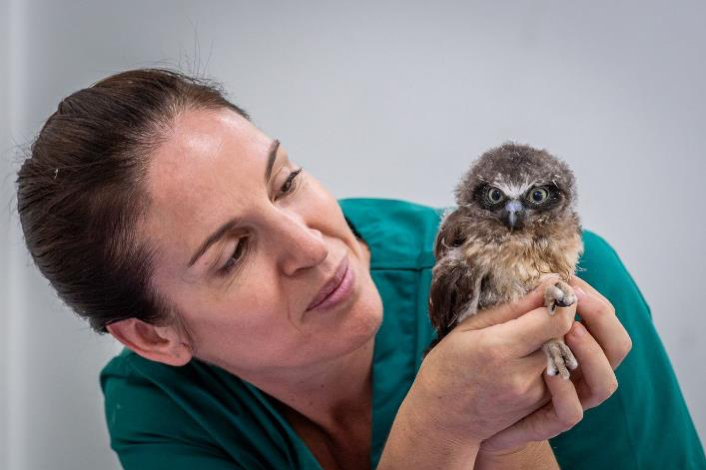 2020_GC_CurrumbinWildlifeHospital_WildlifeExperience_Zoos