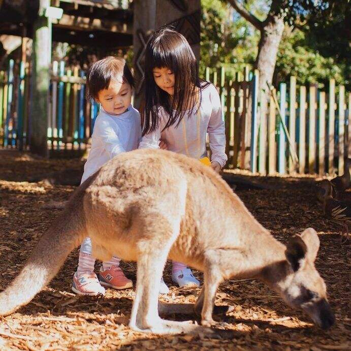 2020_GC_Dreamworld_Kangaroo_@klooktravel_sg