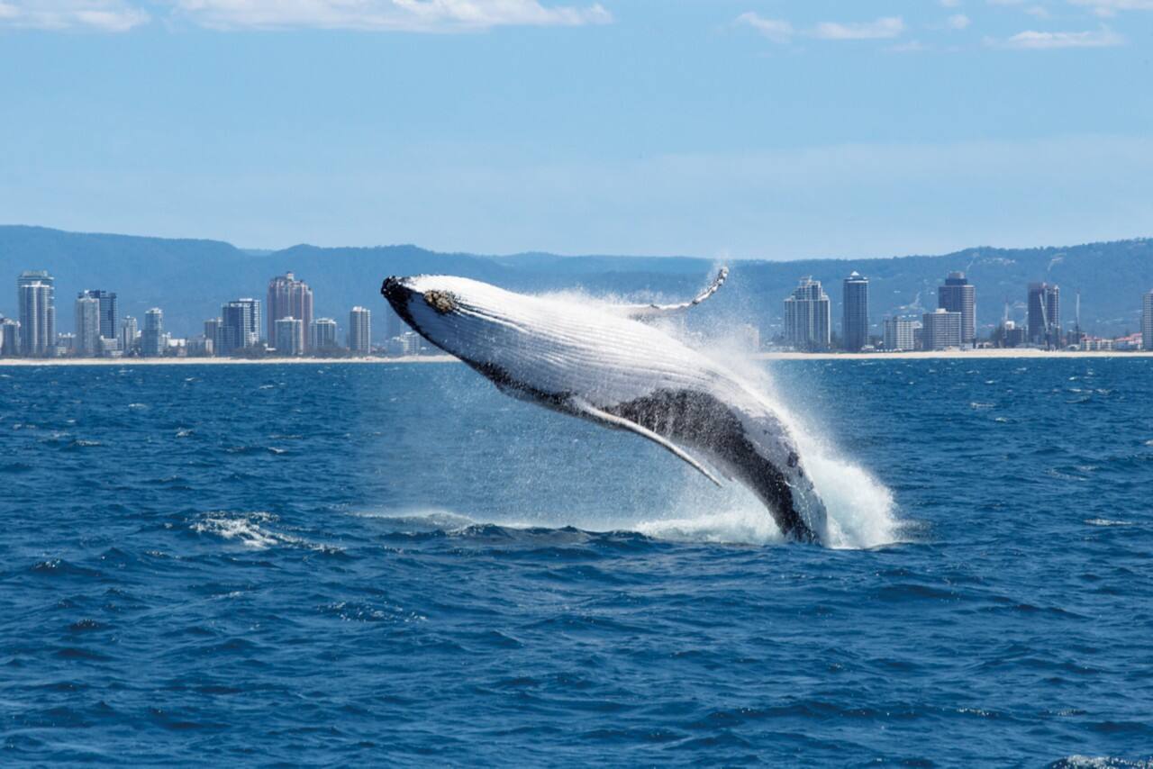 2020_GC_SurfersParadise_Whales_136417