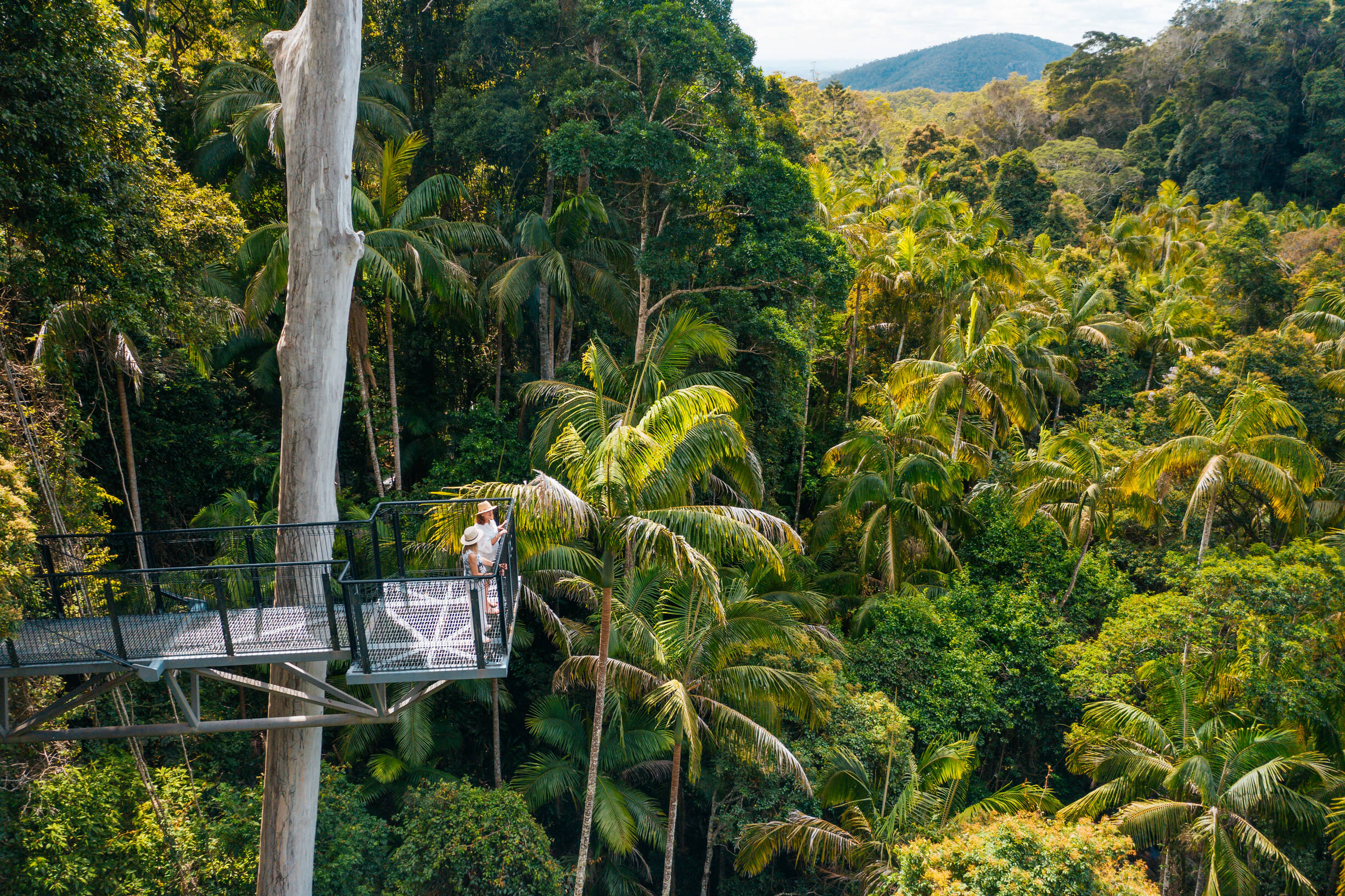 2020_GC_TamborineRainforestSkywalk_GoldCoastHinterland_JesseLindemann_142090