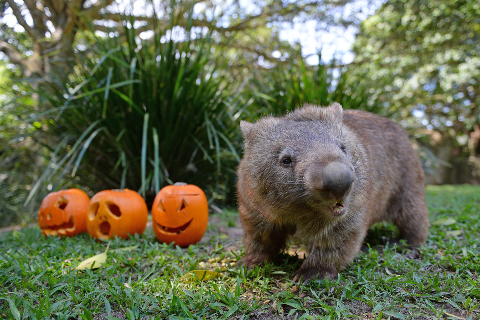 2020_SC_AustraliaZoo_Halloween_ZoosandSanctuaries_12-1648B