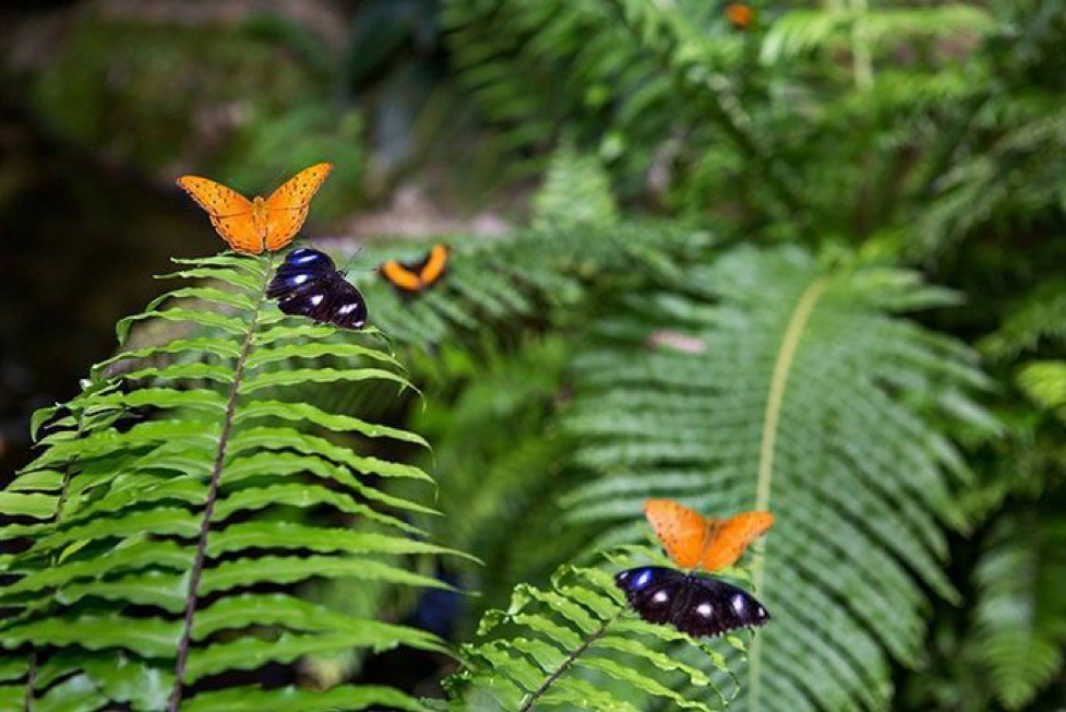 2020_TNQ_AustralianButterflySanctuary_ZoosAndSanctuaries_KurandaButterflies