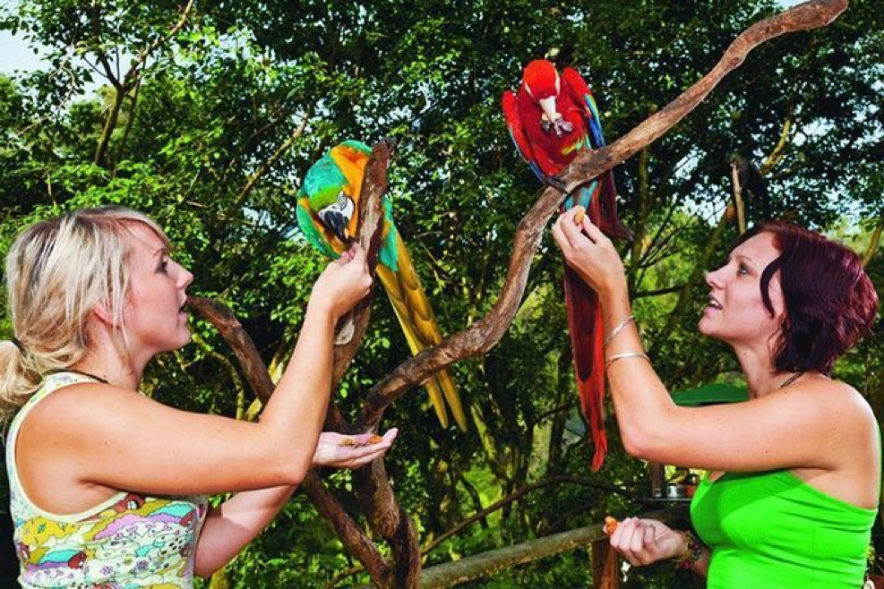 2020_TNQ_BirdworldKuranda_ZoosAndSanctuaries
