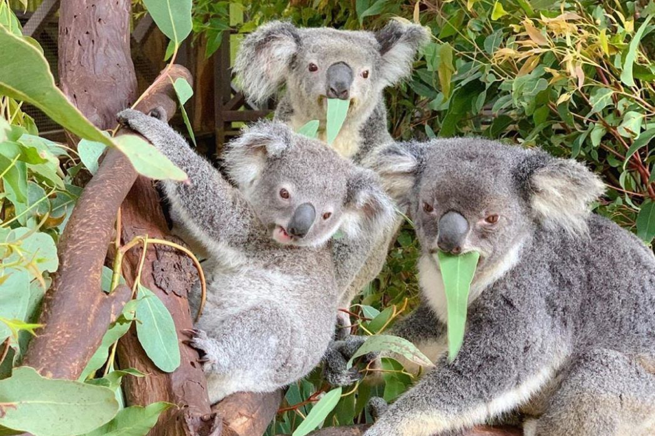 2020_TNQ_Cairns_Koala_RainforestationNaturePark
