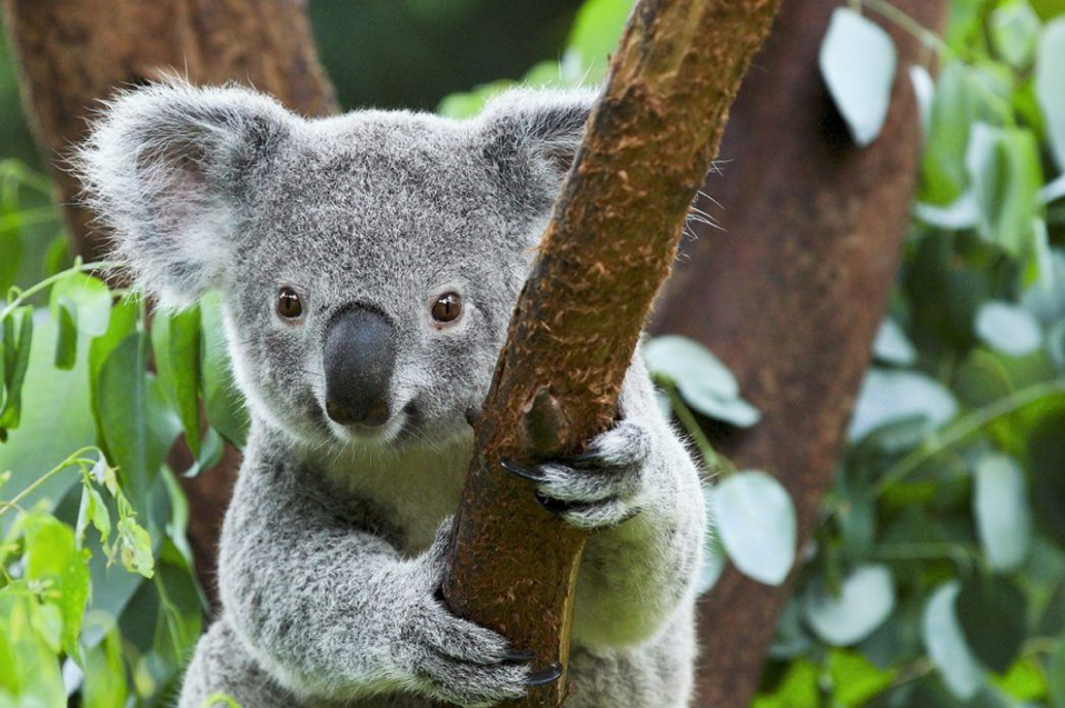 2020_WYS_HamiltonIslandWildlife_Koalas_@wahiwhitsundays