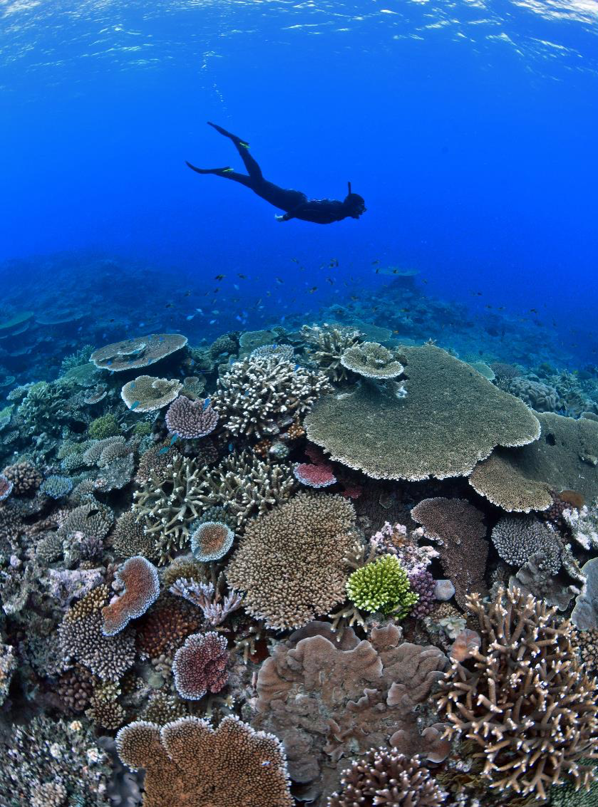 Briggs Reef 143838-56