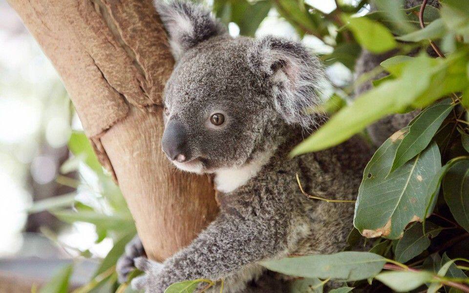koala-magnetic-island