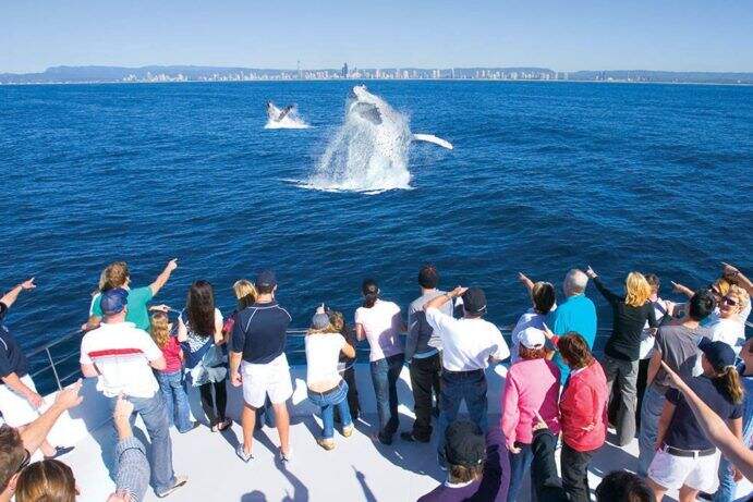 seaworld-whale-watching-image-691x461