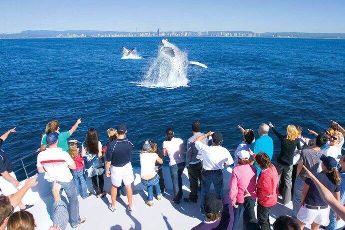 seaworld-whale-watching-image-691x461