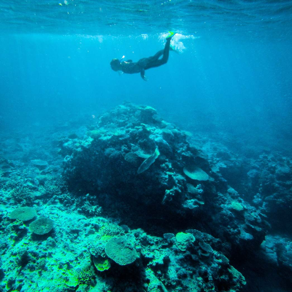 snorkelling-the-fringing-reef-around-heron-island-insta_graham23