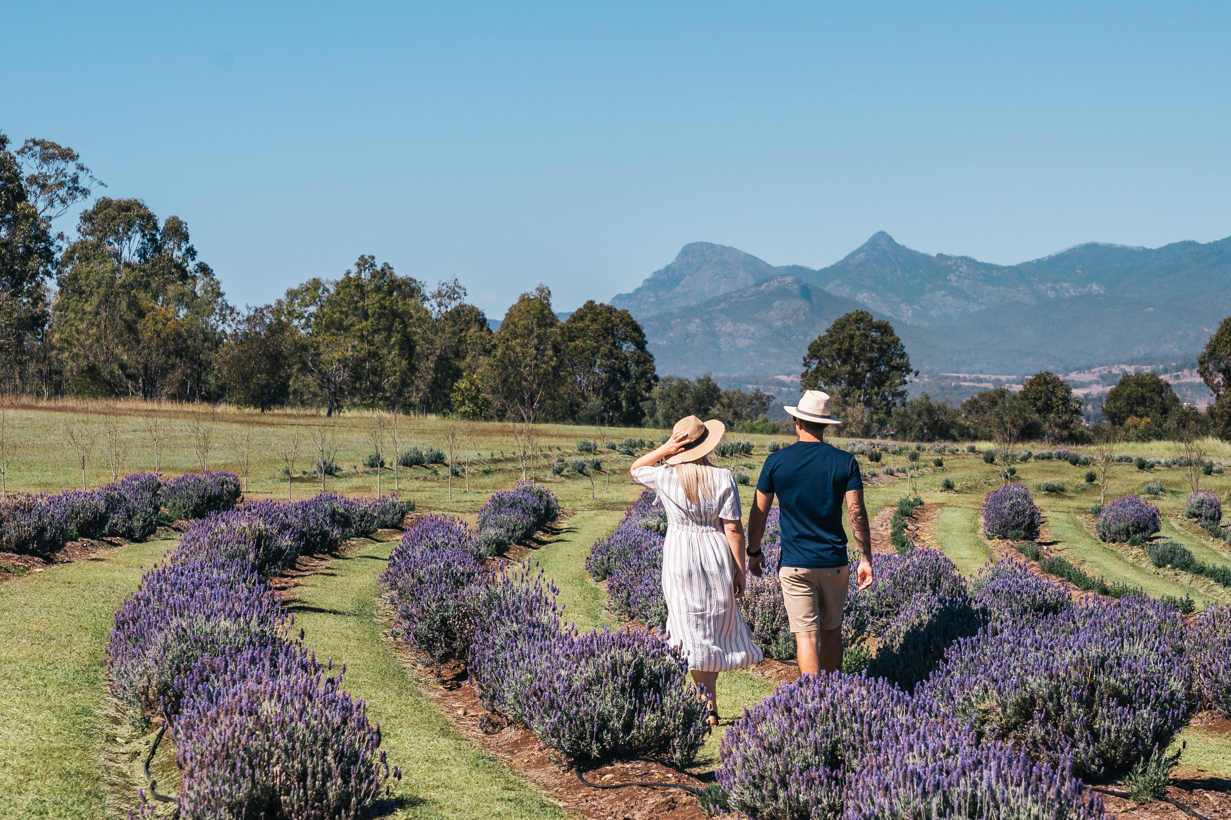 141876-19 Lavender Farm