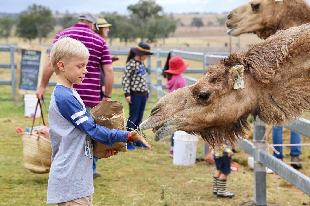 summer-land-camels-visitscenicrim