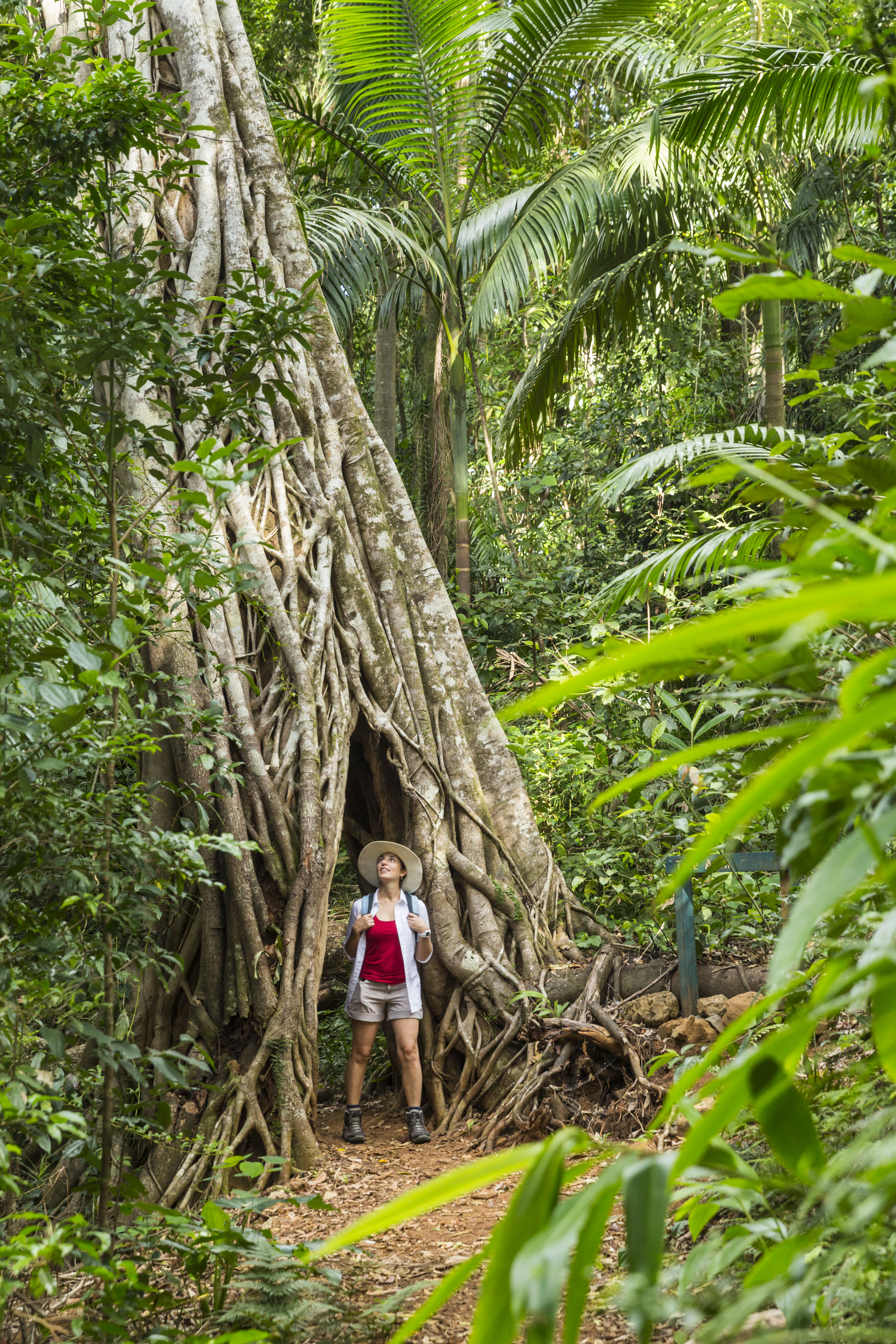 141441-19 Eungella National Park