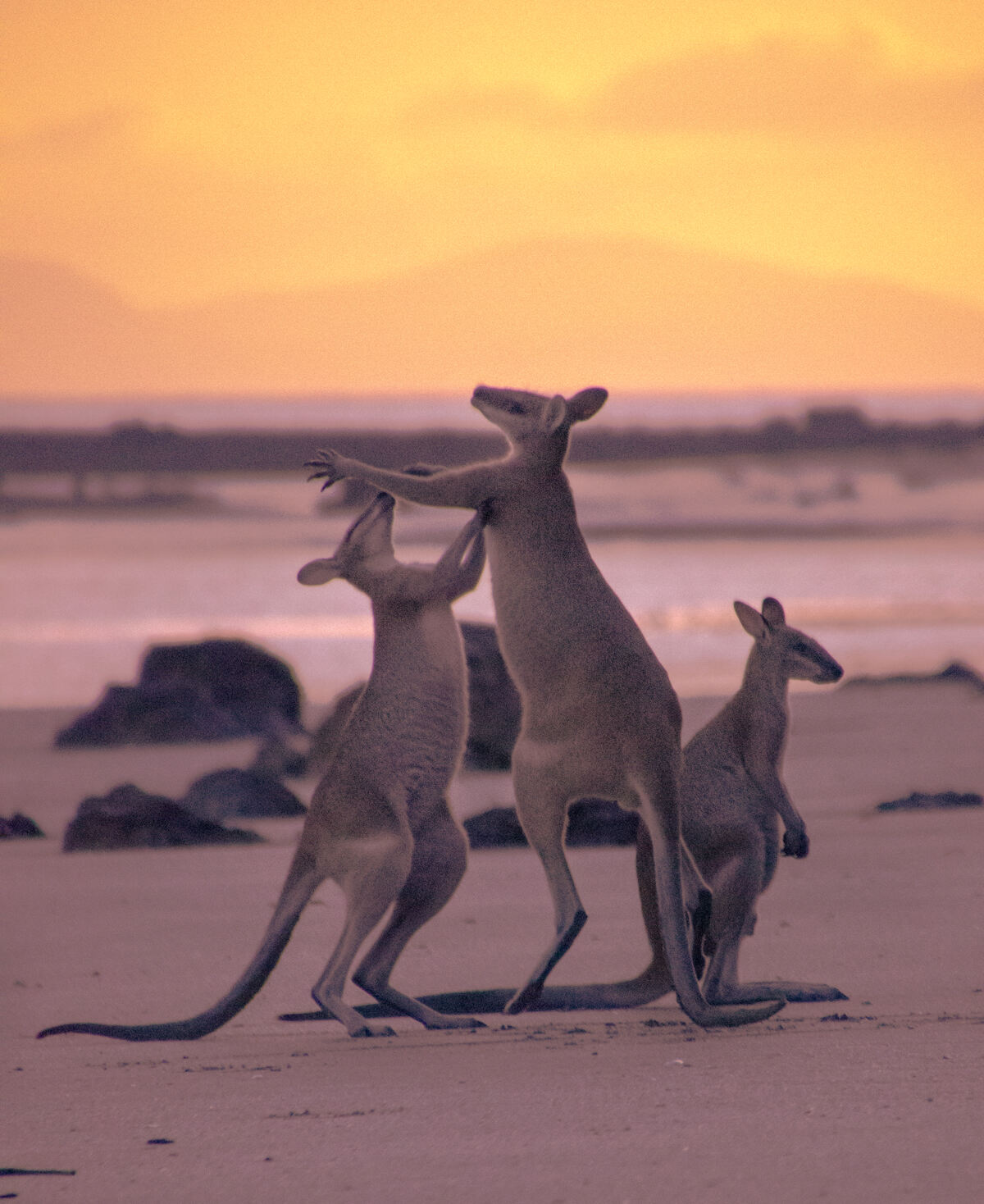 Cape Hillsborough Sunrise Three Wallabies 137481