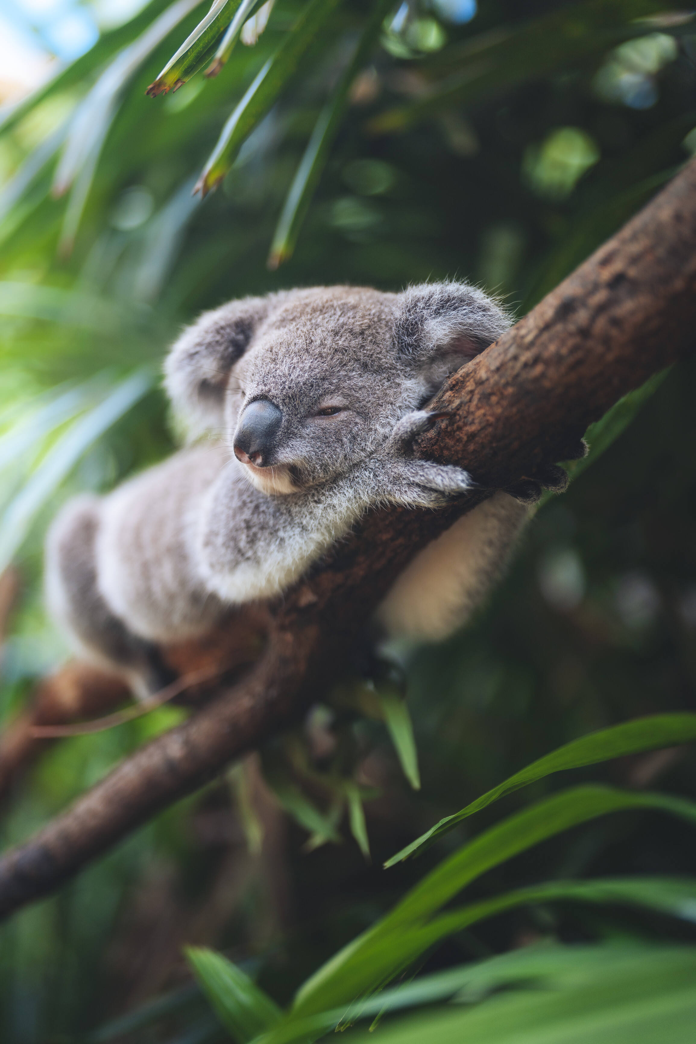 Koala sleeping on tree, Hamilton Island, the Whitsundays